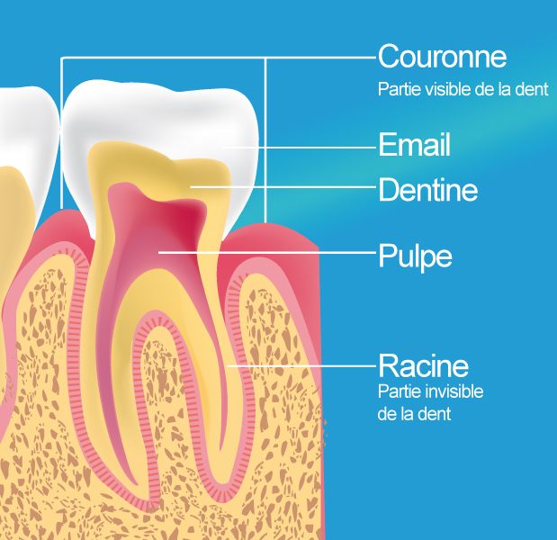 Devitalisation dentaire tournefeuille